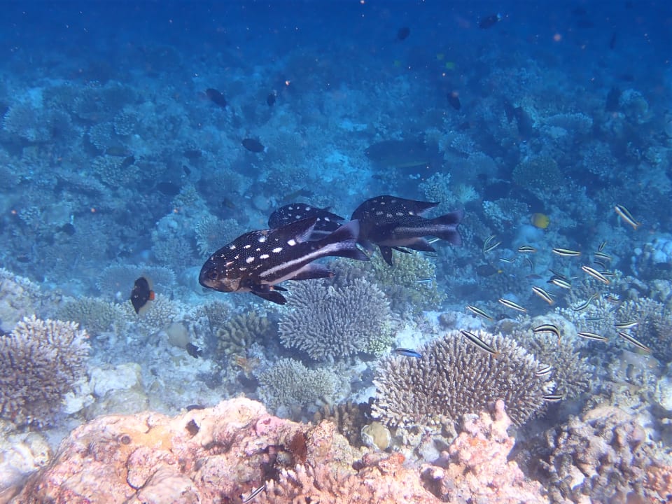 Sport & Freizeit Filitheyo Island Resort