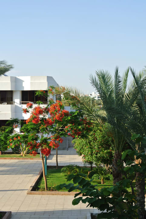 Красивые деревца Ghazala Beach