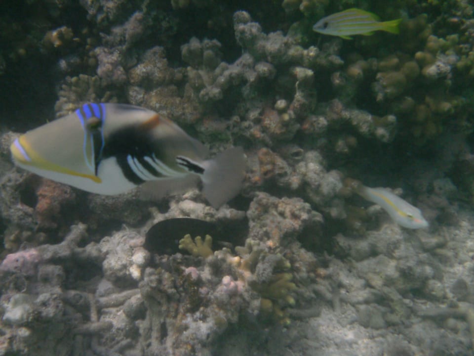 Fuisch am Riff Westseite Summer Island Maldives