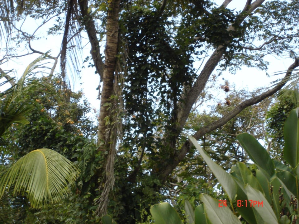 Hotel Orinoco Delta Lodge Hotel Orinoco Delta Lodge