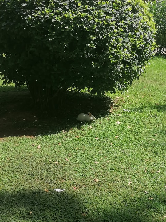 Gartenanlage Labranda Alantur Resort