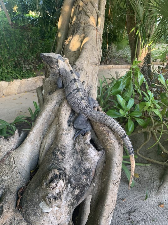 Gartenanlage Akumal Bay Beach & Wellness Resort