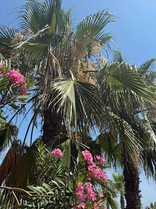 Gartenanlage Hotel Süral Resort