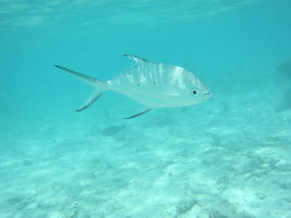 Unterwasser-Welt Adaaran Select Meedhupparu Island Resort - Premium All Inclusive