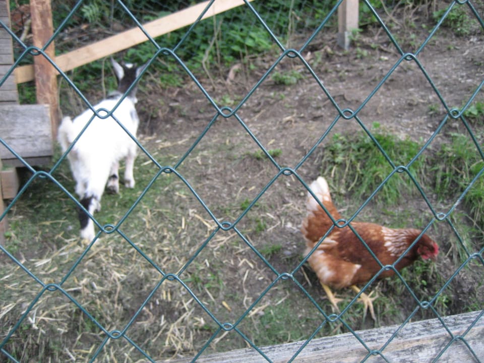 Streichelzoo Familienhotel Botenwirt