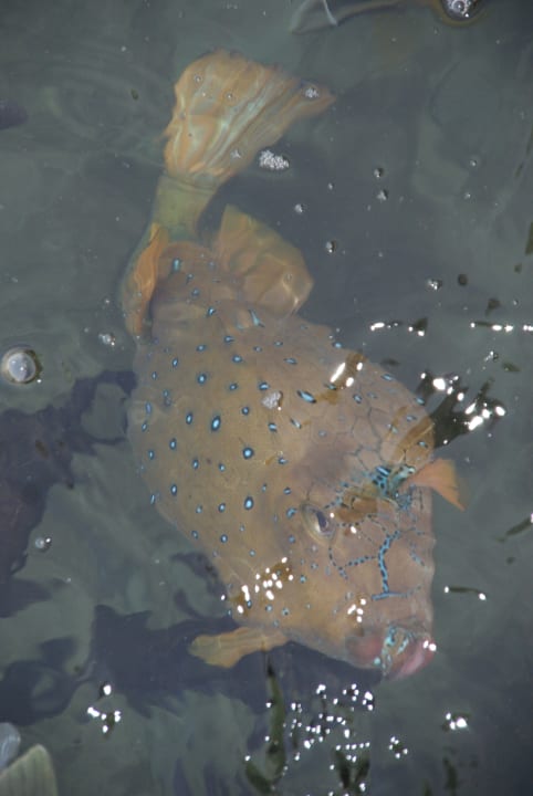 Sonstiges Pickalbatros Dana Beach Resort - Hurghada