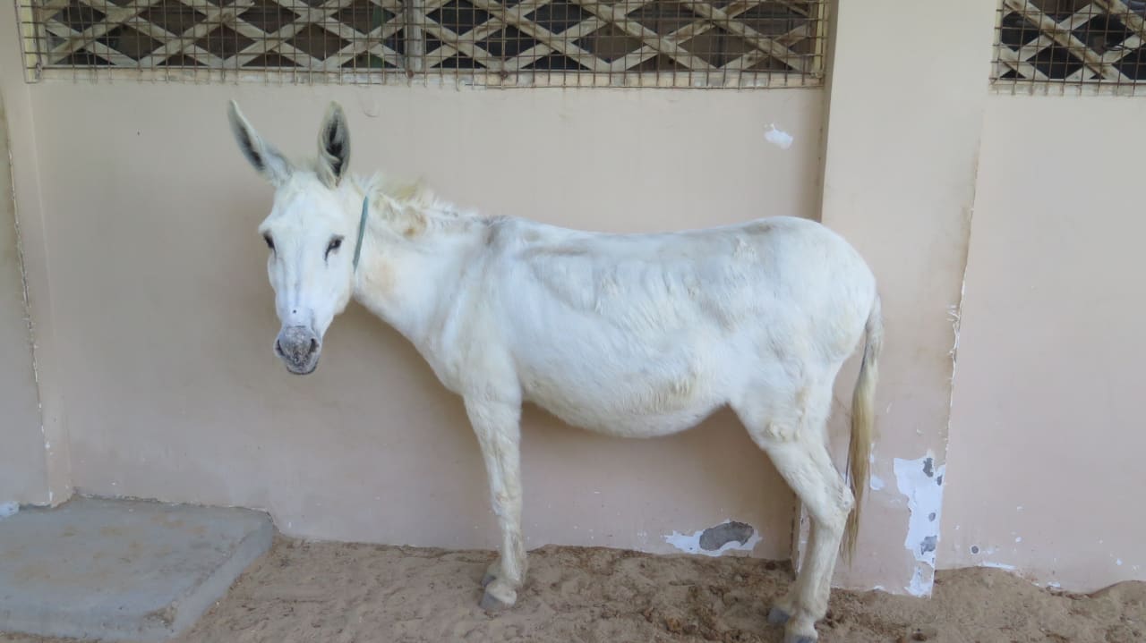 Tauchbasis Coraya Divers "Jaqueline" Jaz Solaya