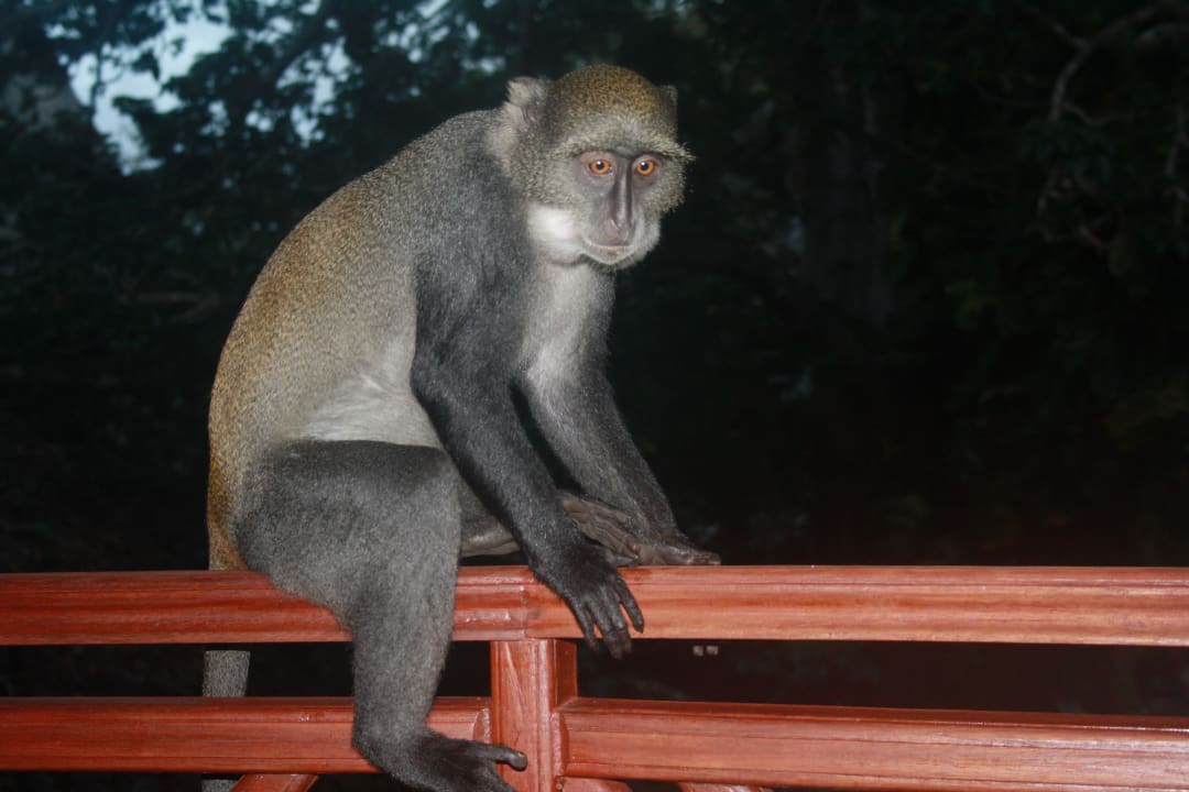 Affe auf unserem Balkon Neptune Paradise Beach Resort & Spa