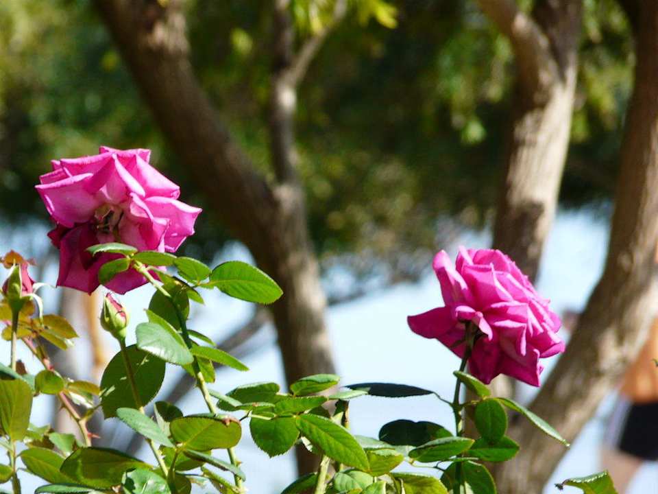 Flora und Fauna Limak Limra Hotel & Resort