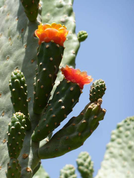 Kakteenblüte Shams Safaga Resort