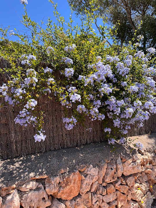 Gartenanlage Calimera Fido Gardens
