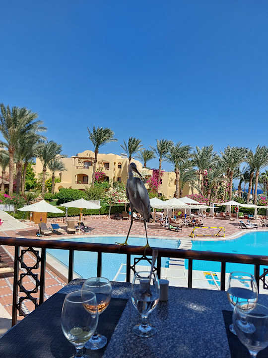 Pool Steigenberger Coraya Beach - Adults only