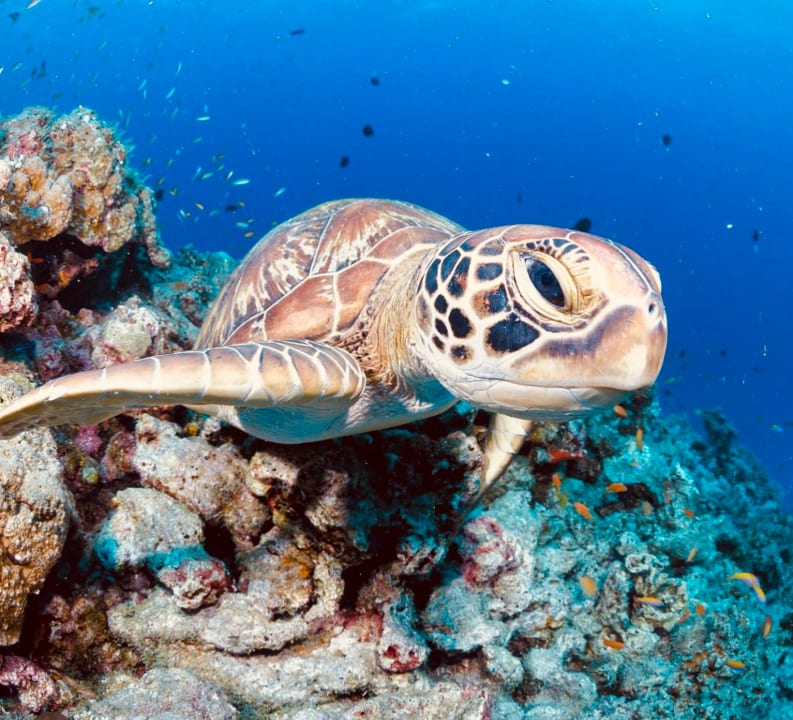 Sport & Freizeit Kihaa Maldives