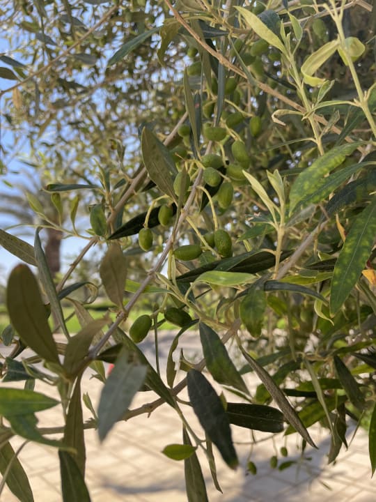 Ausblick Ulysse Djerba Thalasso & Spa
