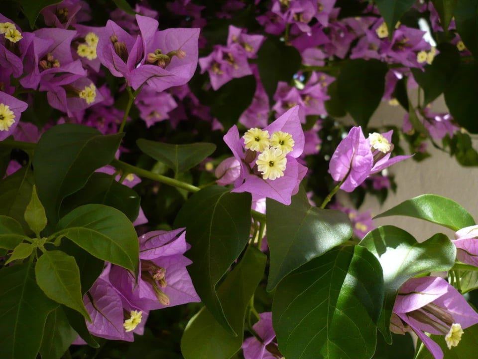 Blumenpracht Dar Khayam