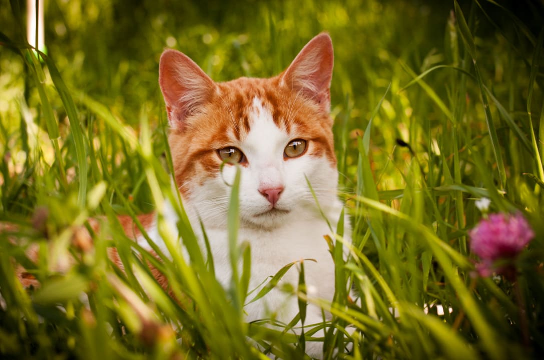 Sonstiges Ferienhaus Stockli