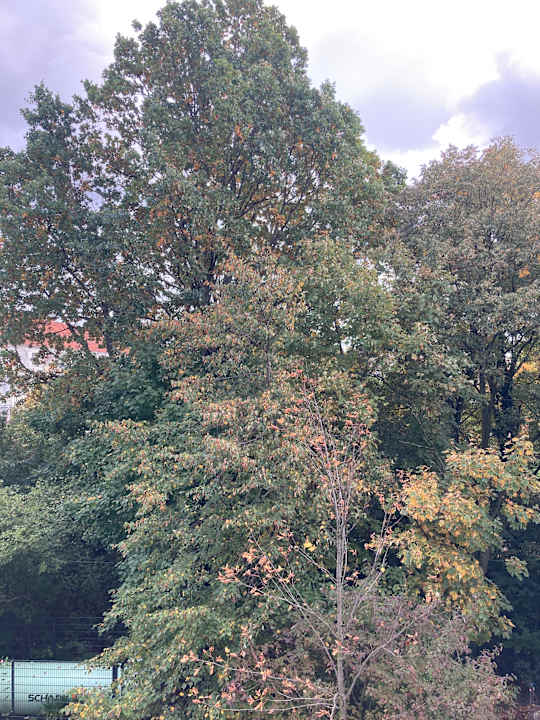 Ausblick Best Western Hotel Windorf