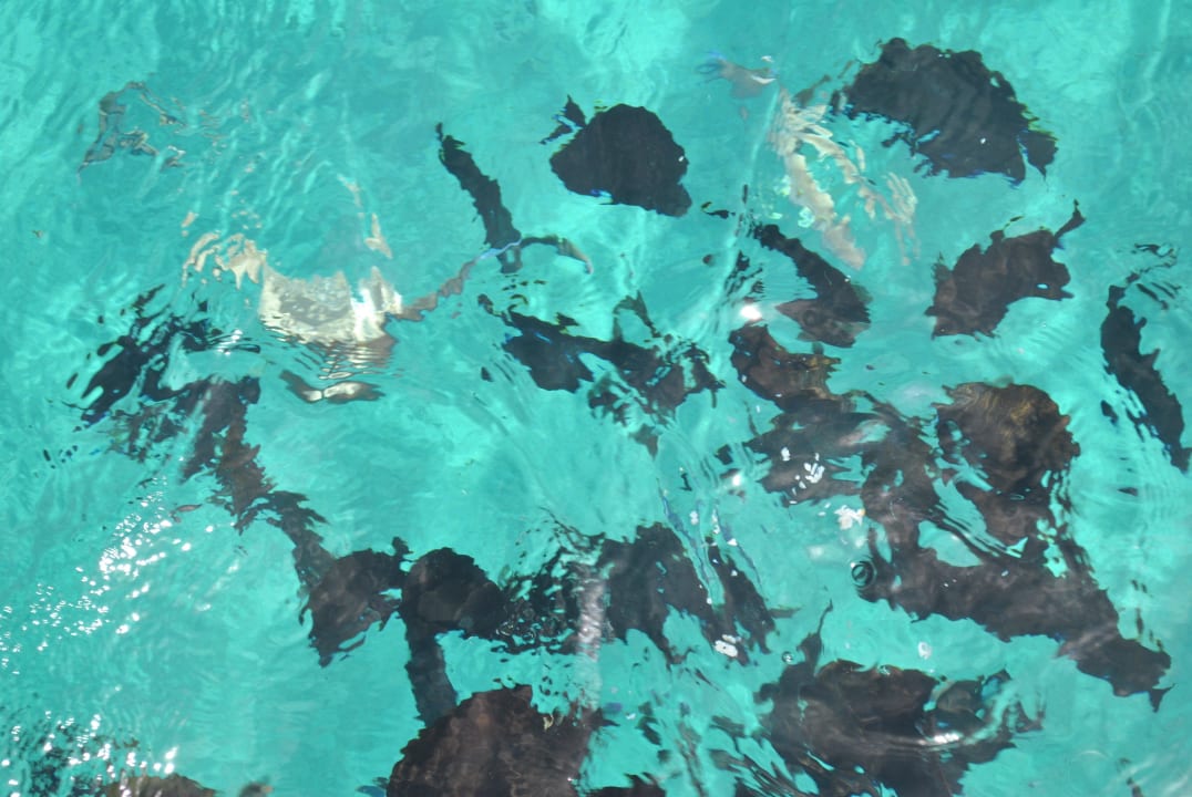 Рыбки в море Pickalbatros Aqua Park Resort - Hurghada