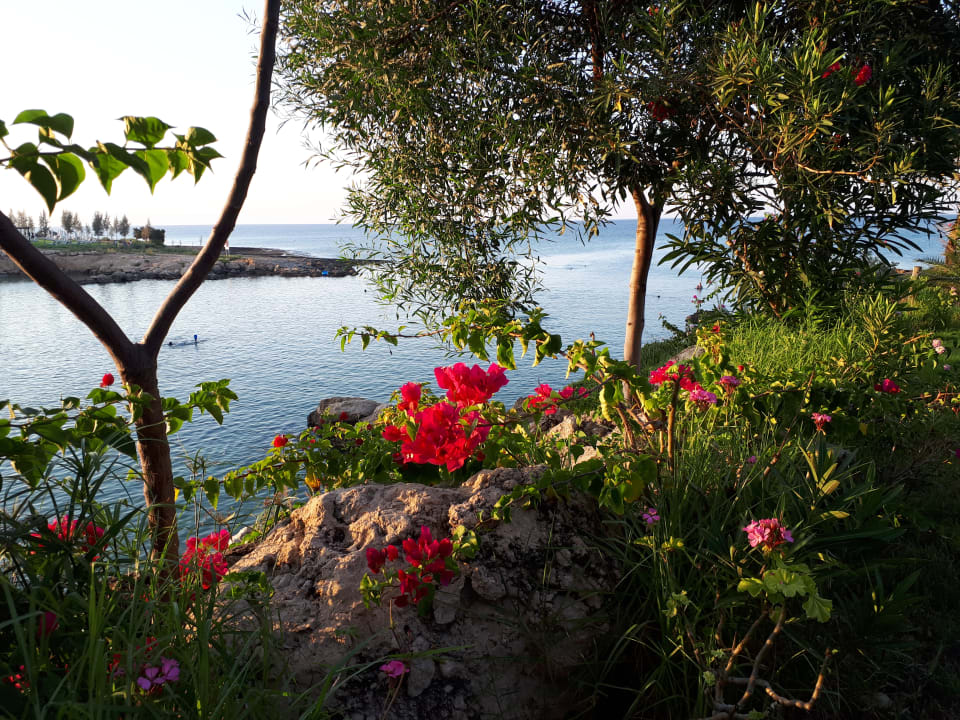 Gartenanlage Crystal Springs Beach Hotel