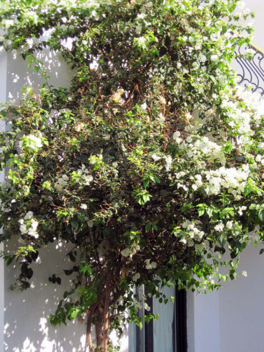 Prächtige Blumensträuche Lotus Bay Beach Resort