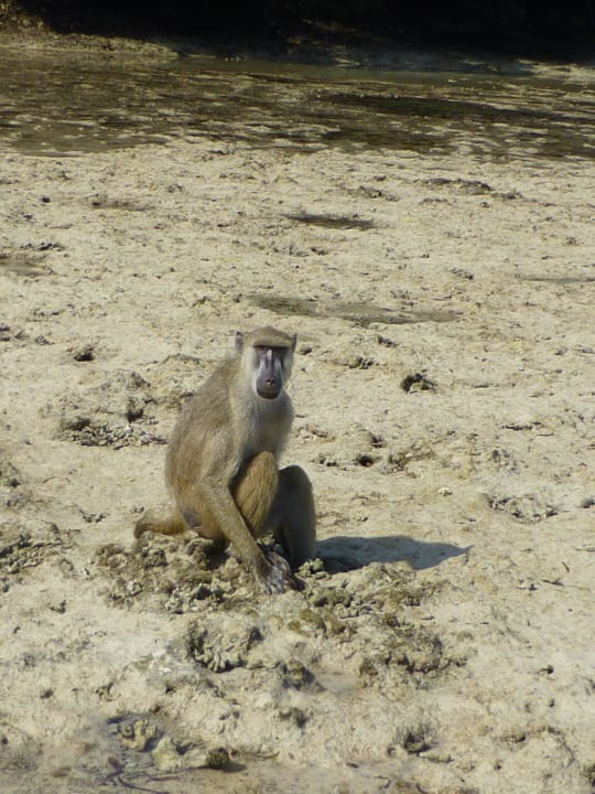 Paviane bei Ebbe vom Festland kommend The Sands At Chale Island