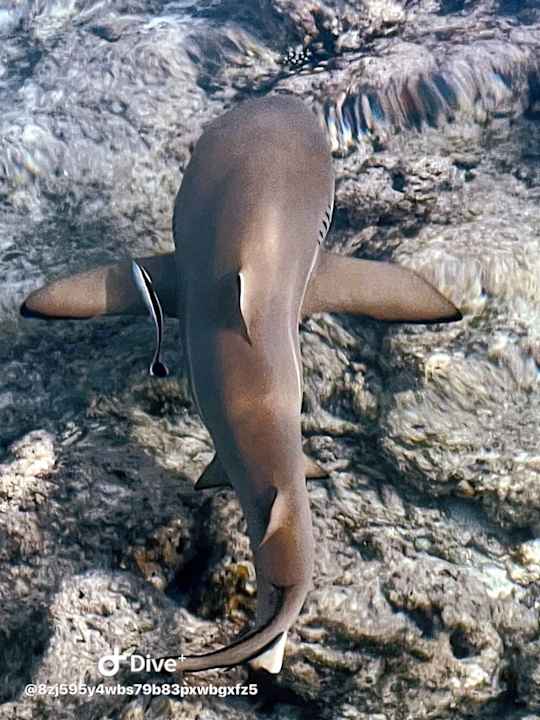 Strand Embudu Village