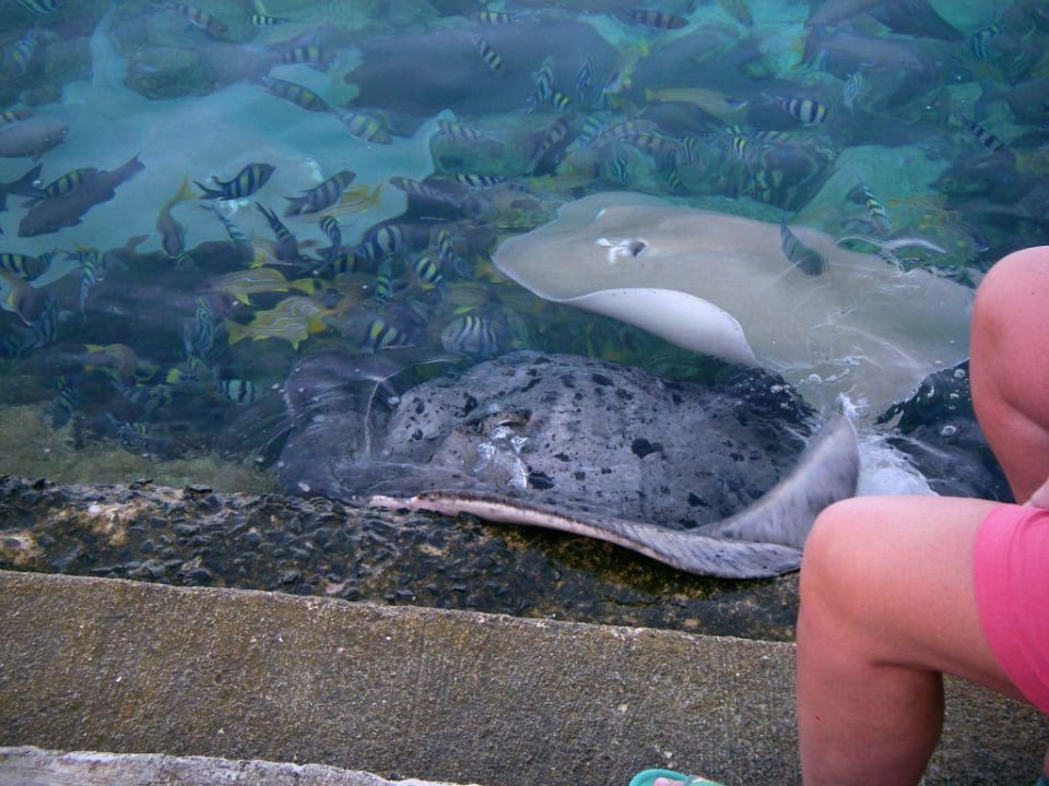 Rochenfütterung am Steg Summer Island Maldives
