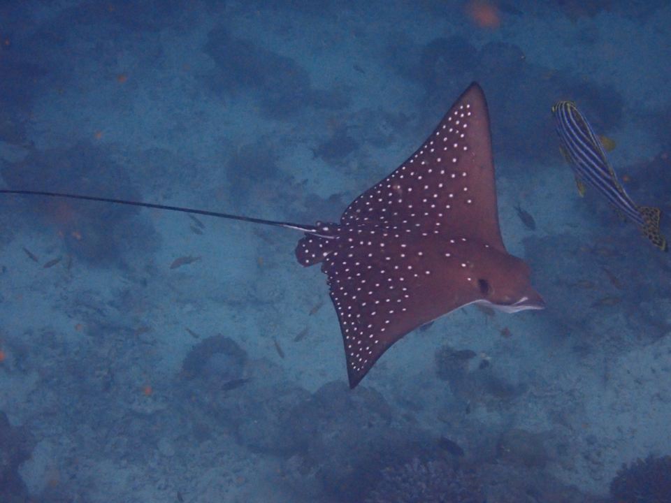 Strand Kuredu Island Resort & Spa