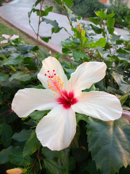 Gartenanlage Kipriotis Village Resort