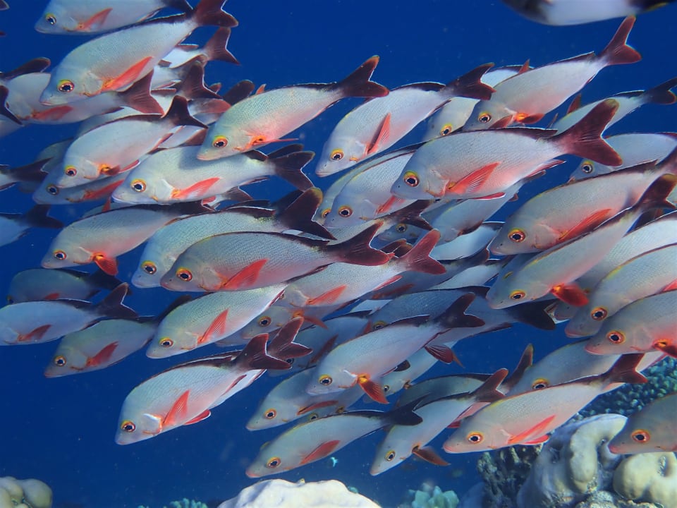 Sport & Freizeit Filitheyo Island Resort