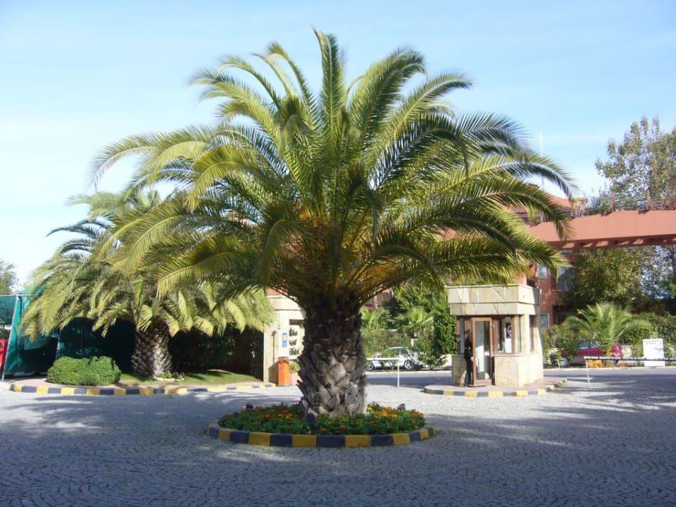 Palme vor dem Hotel Alba Resort Hotel
