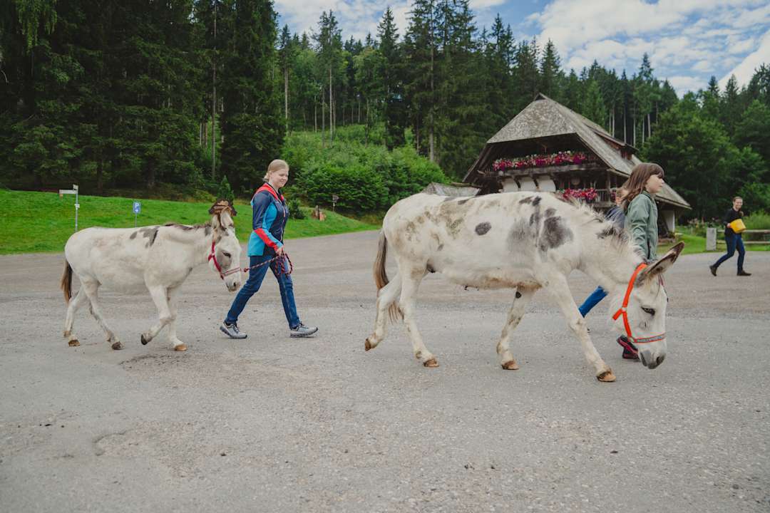 Sport & Freizeit Hotel Tannenmühle