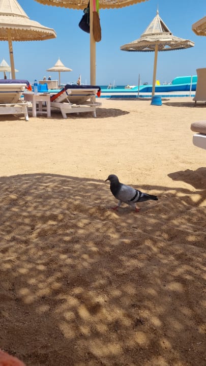 Strand The Grand Hotel Hurghada