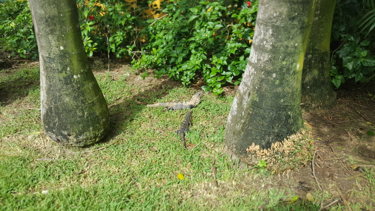 Gartenanlage Iberostar Waves Paraiso del Mar