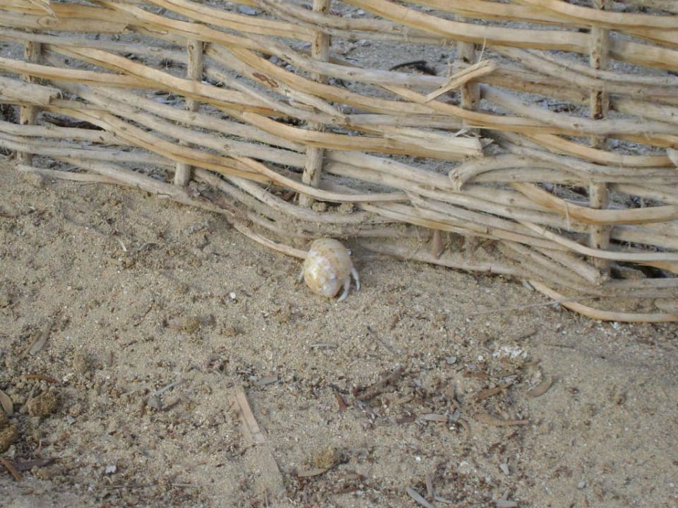 Kleines Tierchen Hotel Gorgonia Beach Resort