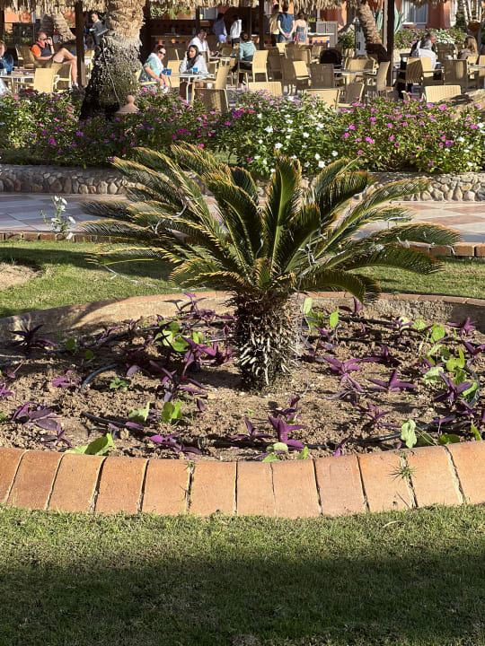 Gartenanlage Jaz Makadi Oasis Resort