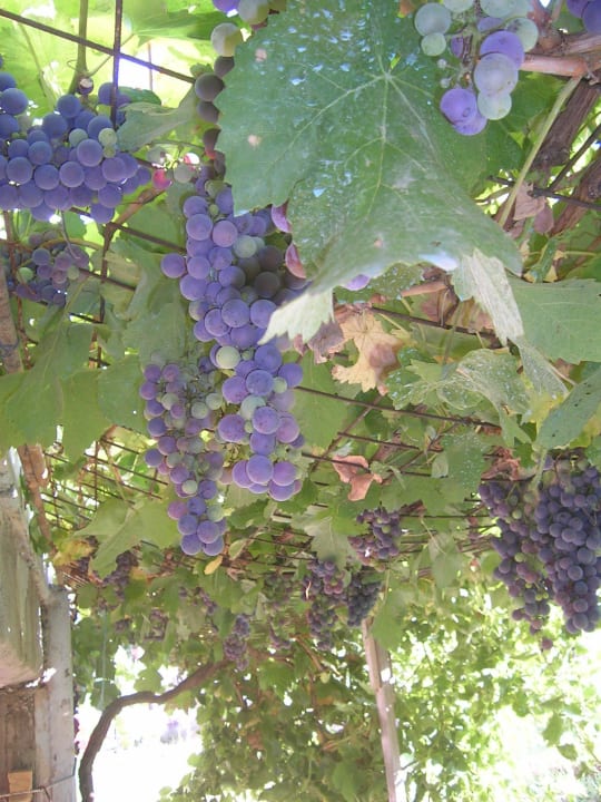 Grapes Hotel Kathrin Beach