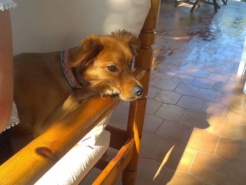 Der Hoteleigene "Wachhund"  Hotel Laura