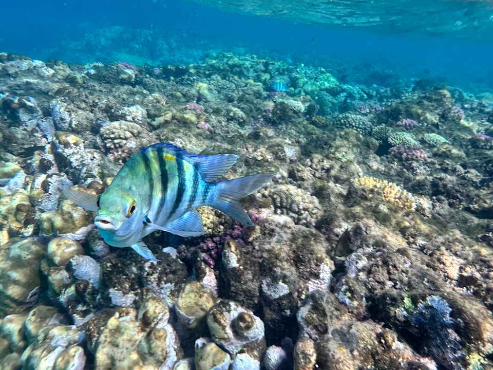 Strand Malikia Resort Abu Dabbab