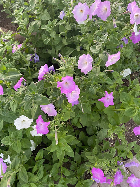 Gartenanlage Steigenberger ALDAU Beach Hotel