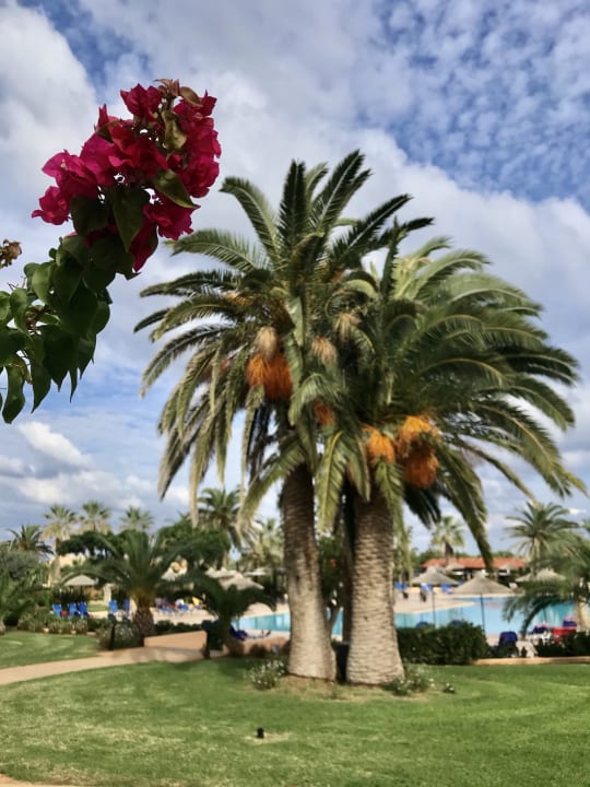 Gartenanlage Anissa Beach & Village