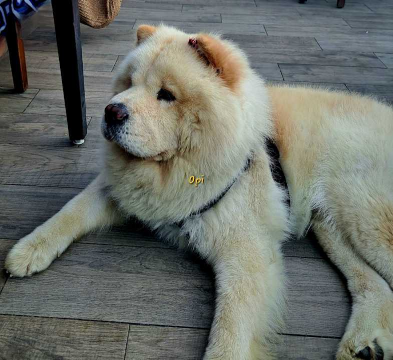 Sport & Freizeit Opia Hotel