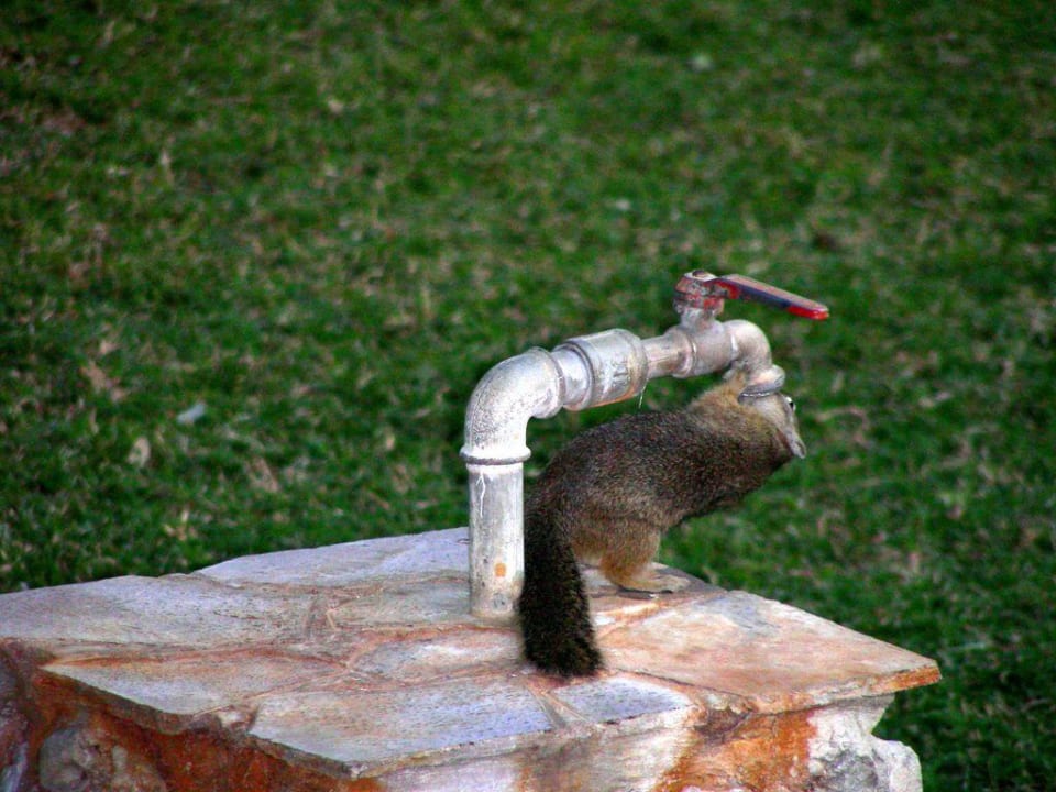 Besucher  Hotel Mushara Lodge