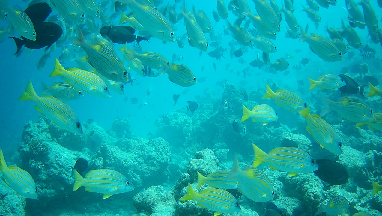 Sonstiges Vilamendhoo Island Resort & Spa