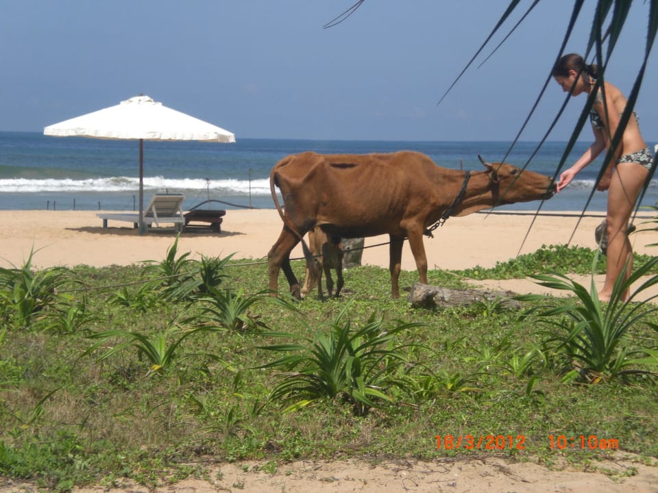 Die Kühe mögen sehr gerne Bananen Wunderbar Beach Club Hotel
