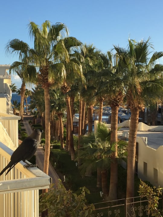 Ausblick Royal Star Beach Resort