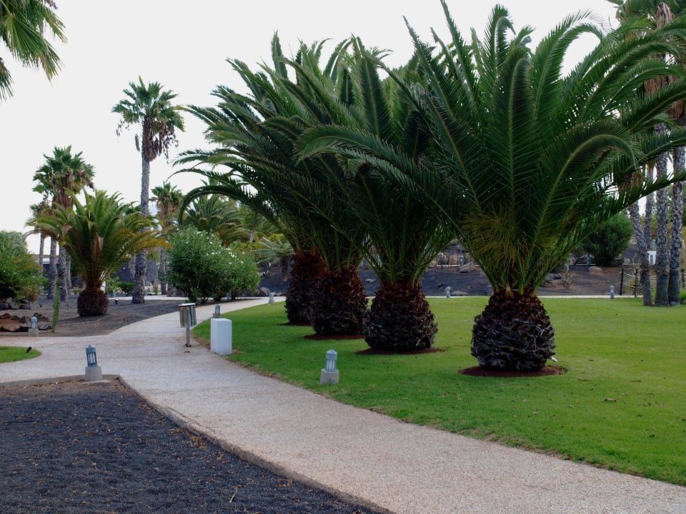 Zadbany ogród Hotel THB Tropical Island