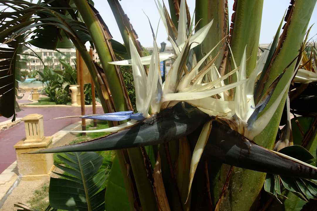 Strelizien Pickalbatros Palace Resort