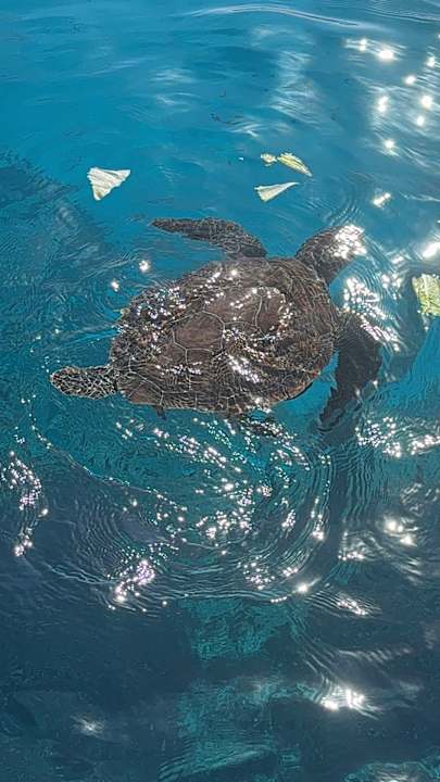 Sonstiges Hotel Grecian Bay