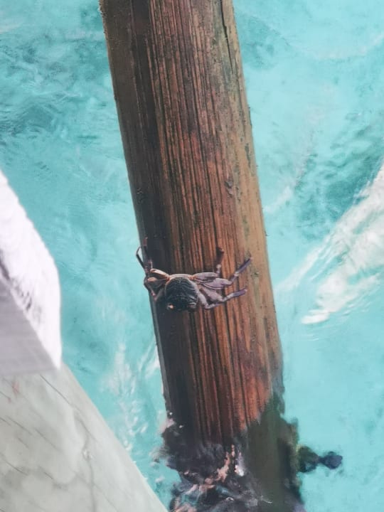 Sonstiges Meeru Maldives Resort Island